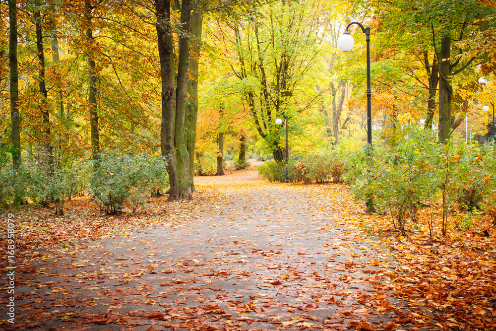 View on trail with colorful leaves in autumnal park