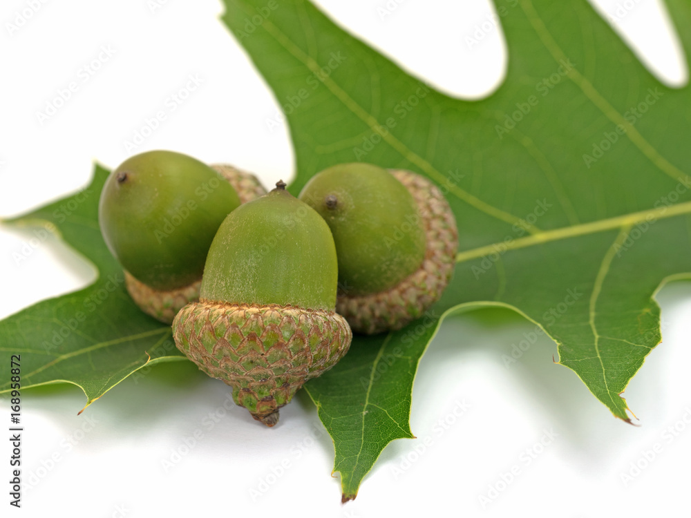 Obraz premium Eicheln, Sumpf-Eiche, Quercus palustris