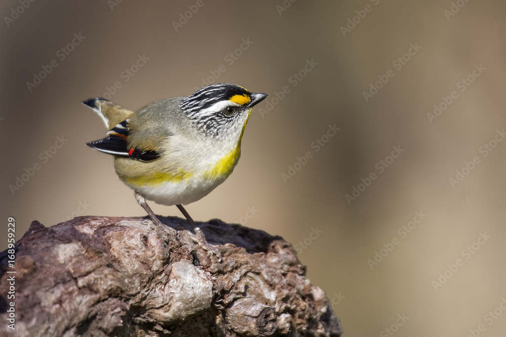 Obraz premium Striated Pardalote (Pardalotus striatus) photographed at Woodlands Historic Park Melbourne Australia