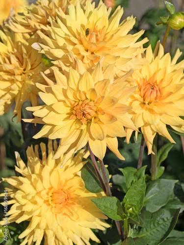 Dahlien, Dahlias