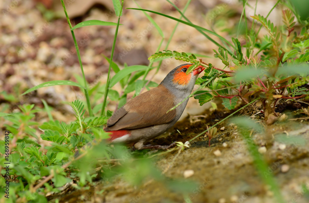 orange-faced waxbill eating grass seeds orange-faced waxbill eating grass seeds