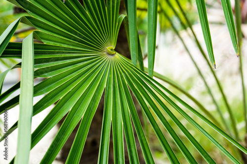 Trachycarpus fortunei windmill plant weed palm from china