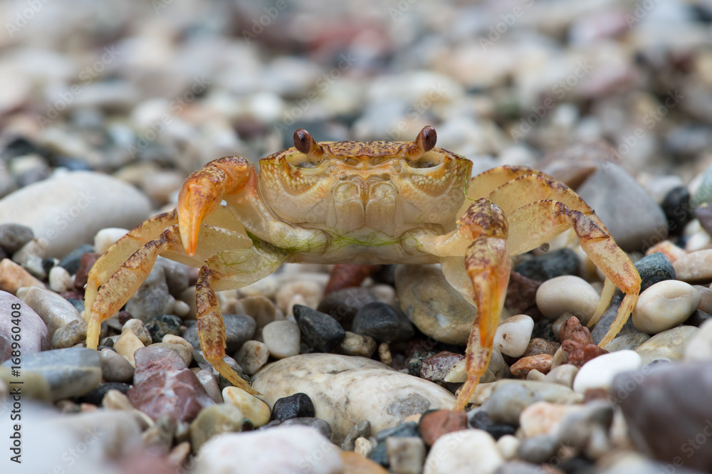 Freshwater Crab (Potamon potamios)/Potamon Potamios Freshwater Crab in stony riverbed