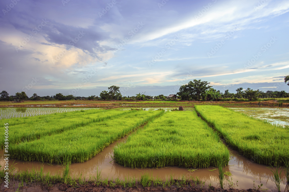landscape of young rice farmers in Thailland