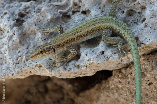 Oertzen Rock Lizard (Anatolacerta Oertzeni)/Anatolacerta Oertzeni lizard basking on rock