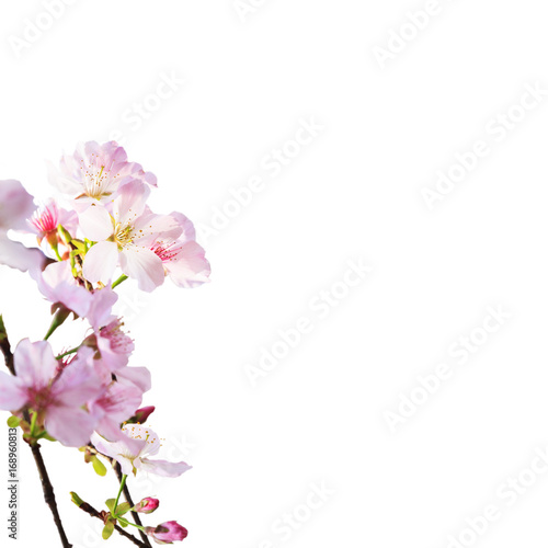 realistic sakura cherry branch with blooming flowers with nice background color