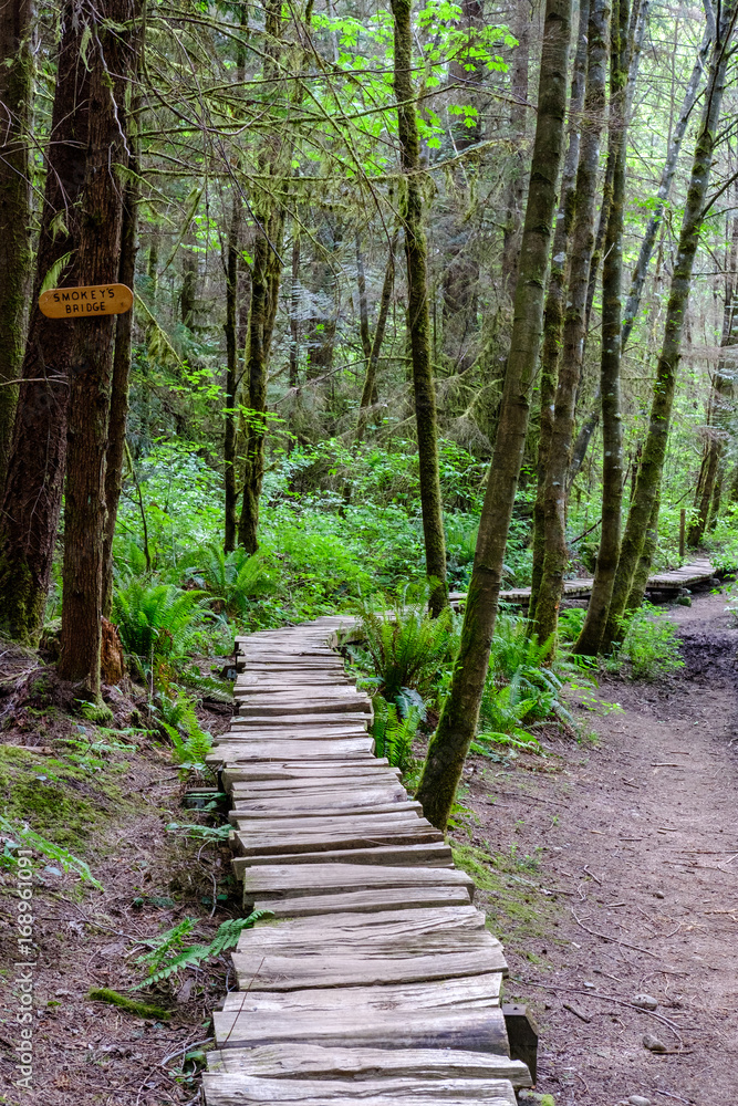 A trail made of wooden planks shows the way through a green forest with trees A trail made of wooden planks shows the way through a green forest with trees
