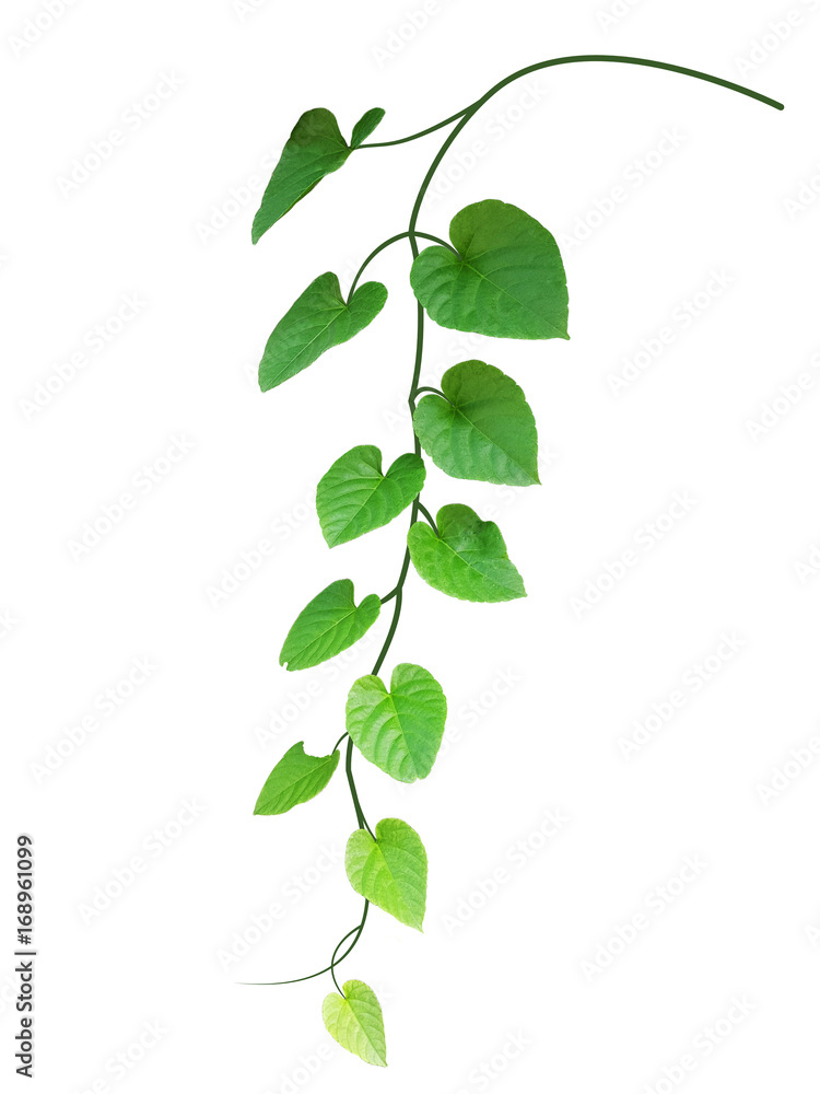 Obraz premium The branches and leaves are green on a white background