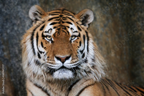 Imposanter Tiger - Portrait