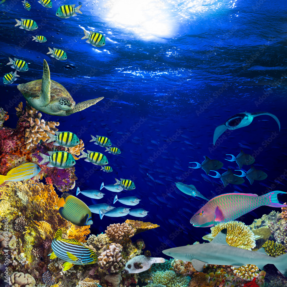 Fototapeta premium kolorowa szeroka podwodna rafa koralowa kwadratowy baner tło z wieloma rybami, żółwiami i życiem morskim / Unterwasser Korallenriff Hintergrund quadratisch