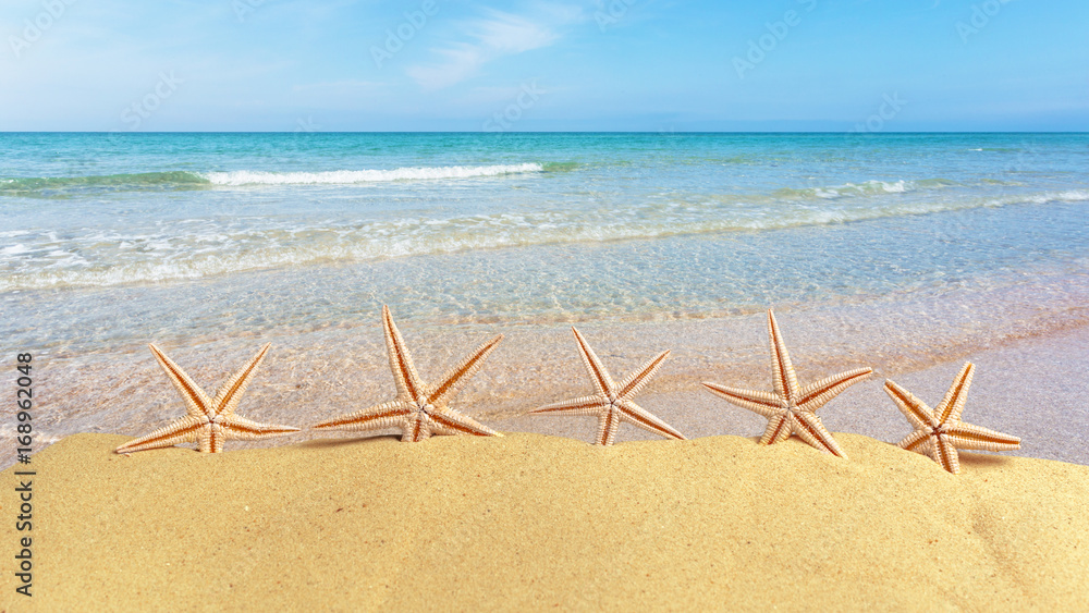seashells on the summer beach with sand seashells on the summer beach with sand