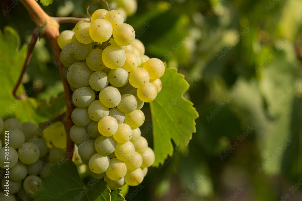 custom made wallpaper toronto digitalLarge bunches of grapes ripen against a background of greenery, close-up