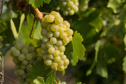 Large bunches of grapes ripen against a background of greenery, close-up