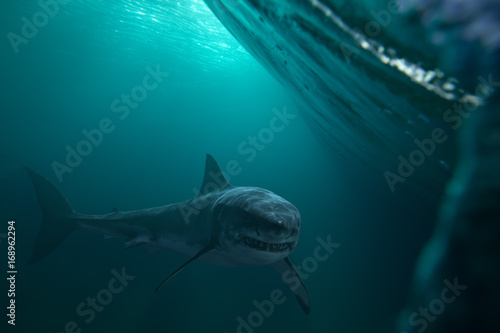 Fototapet Great White Shark near by water surface