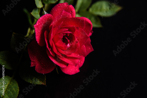 Fototapeta Naklejka Na Ścianę i Meble -  Wonderful red rose with water drops on black background with copy space. Artistic flower photography 