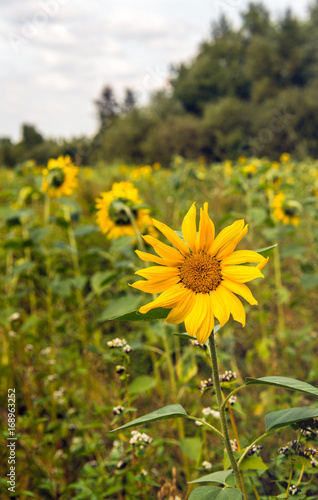Sunflowers blooming in a field edge
