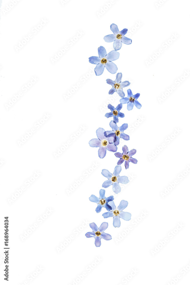 floral composition floral composition