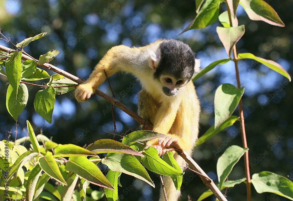 Fototapeta premium South American Black capped squirrel monkey (Saimiri boliviensis) in a tree.