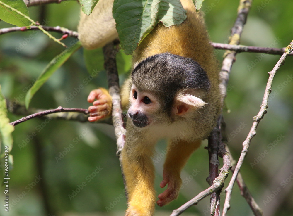 Inqusitive South American Black capped squirrel monkey (Saimiri boliviensis) in a tree. Inqusitive South American Black capped squirrel monkey (Saimiri boliviensis) in a tree.