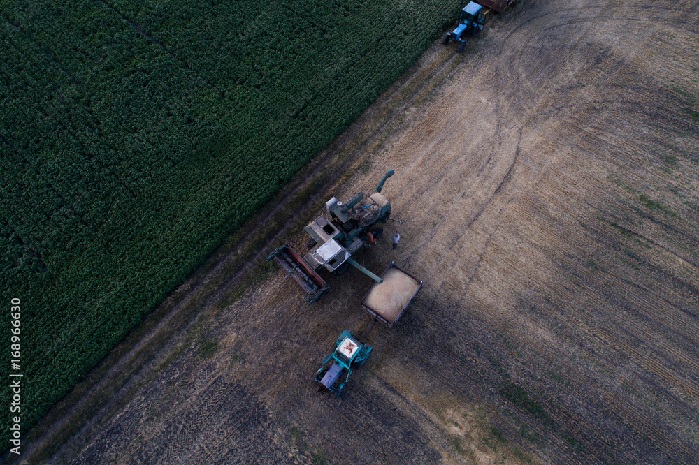 Aerial view of the combine harvester, which pours the grain into the trailer for further processing. Agricultural works. Argo industry.
