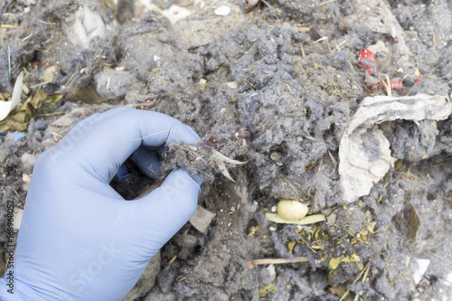 Searching with gloves in household waste photo