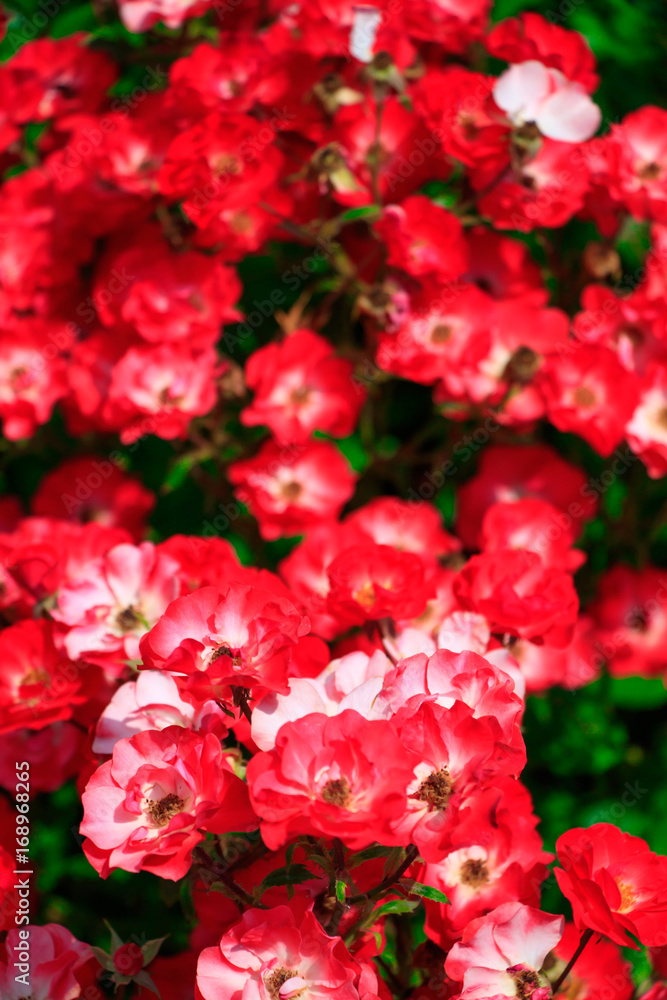 Red flowers