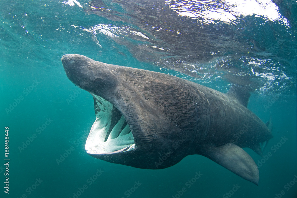 Obraz premium olbrzymi rekin, cetorhinus maximus, wyspa Coll, Szkocja