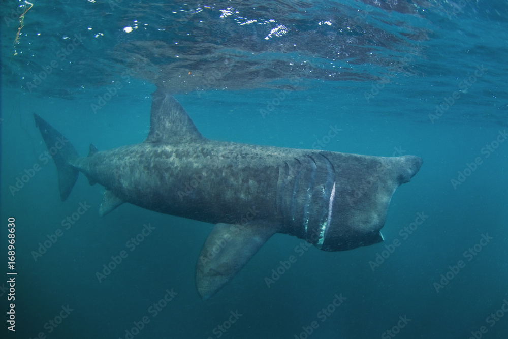 Fototapeta premium basking shark, cetorhinus maximus, Coll island, Scotland