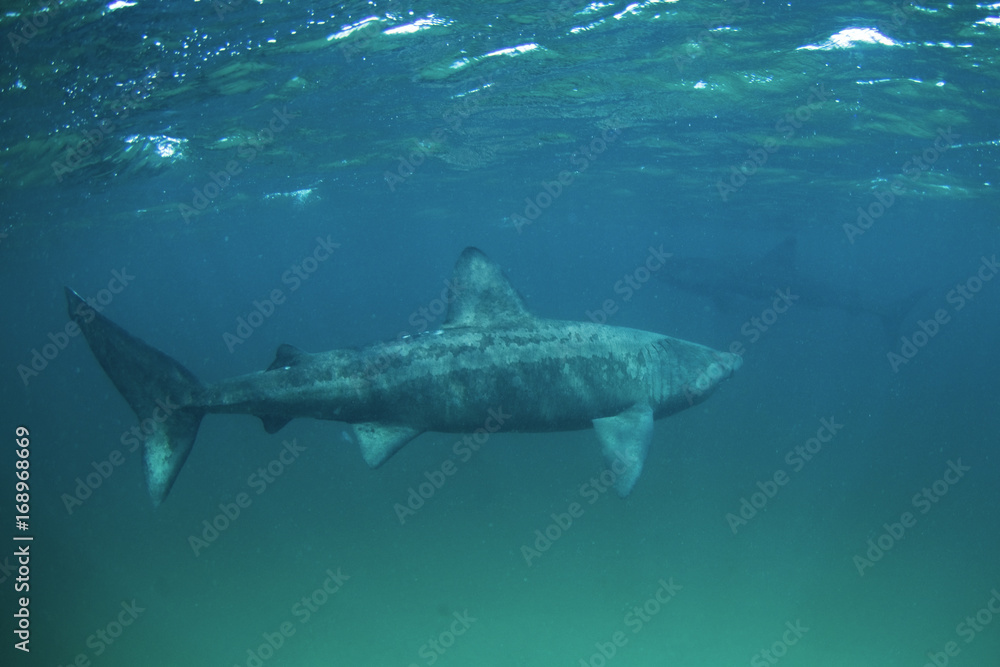 Fototapeta premium basking shark, cetorhinus maximus, Coll island, Scotland