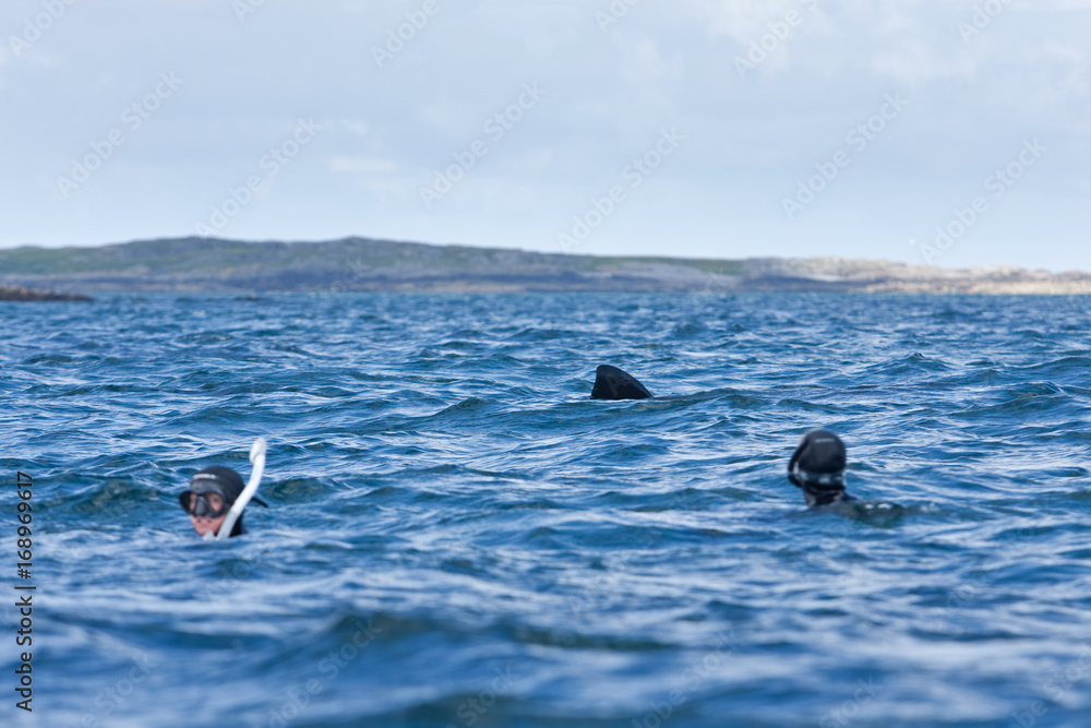 Obraz premium basking shark, cetorhinus maximus, Coll island, Scotland