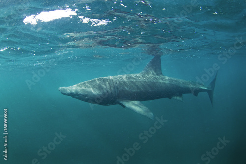 basking shark  cetorhinus maximus  Coll island  Scotland