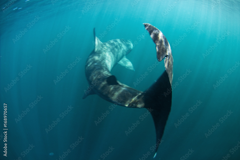 Obraz premium basking shark, cetorhinus maximus, Coll island, Scotland