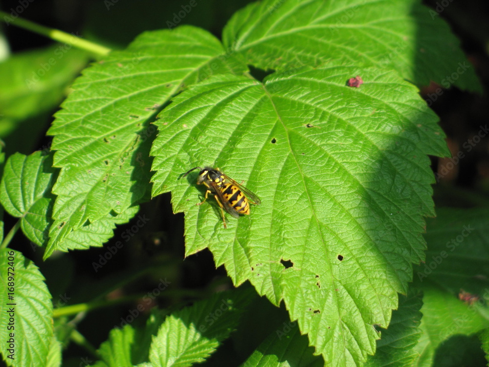 wasp wasp