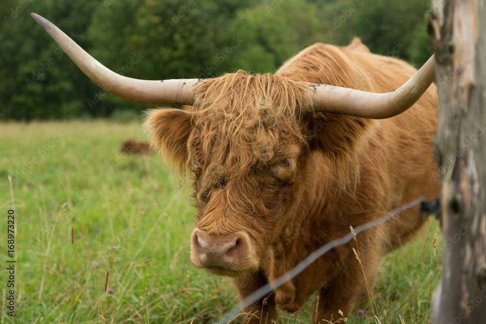 Highland Cattle in Vermont Highland Cattle in Vermont