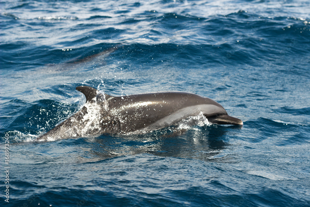 Naklejka premium Dolphin alone