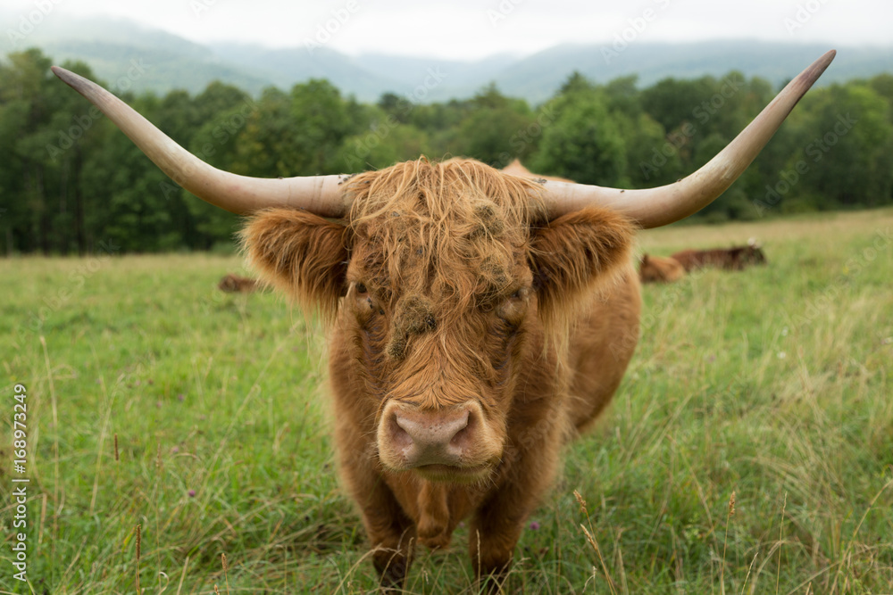 Highland Cattle in Vermont Highland Cattle in Vermont