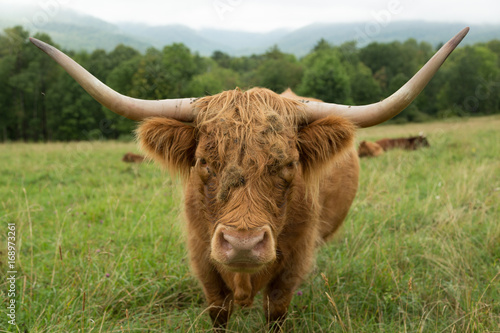 Highland Cattle in Vermont