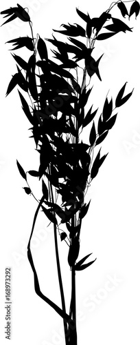 silhouette of isolated oat black bunch