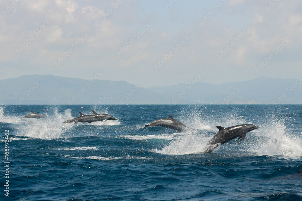 Dolphine Race Dolphine Race