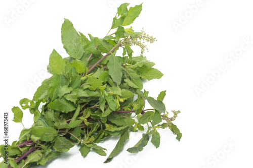 hot basil leaves isolated on white background