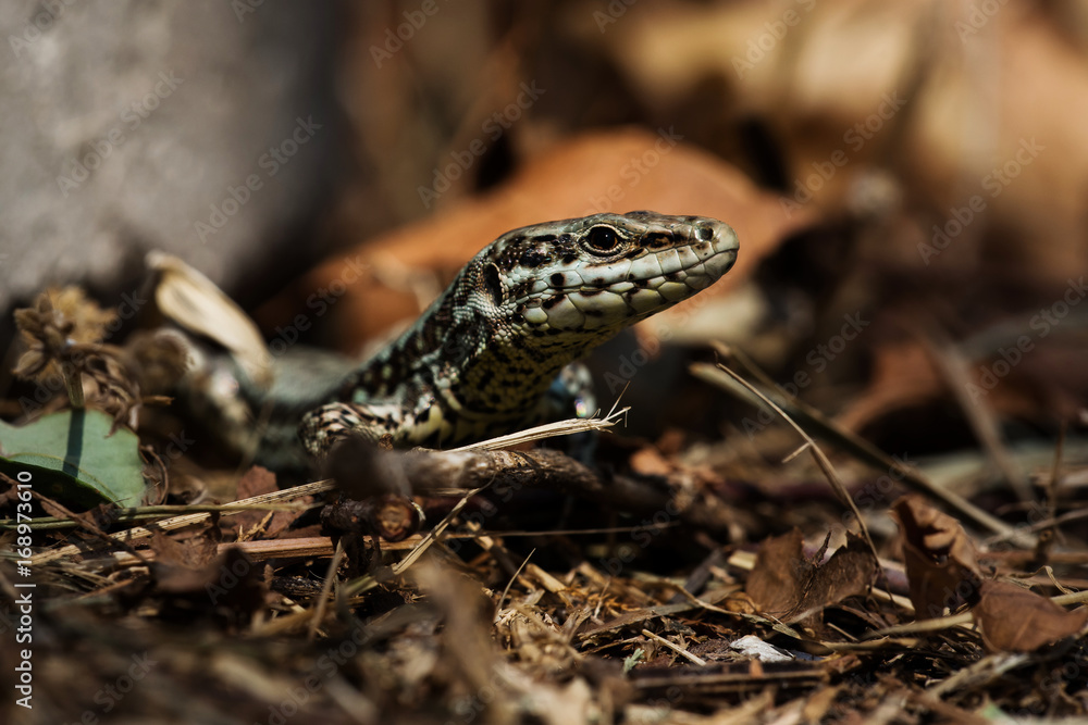 Common Wall Lizard, Lizards, Wall Lizard, Podarcis muralis Common Wall Lizard, Lizards, Wall Lizard, Podarcis muralis