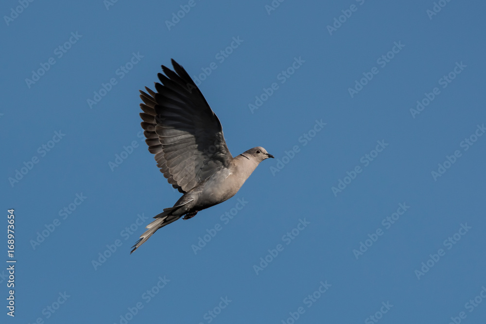 Eurasian Collared Dove, Eurasian Collared-dove, Pigeons, Streptopelia decaocto Eurasian Collared Dove, Eurasian Collared-dove, Pigeons, Streptopelia decaocto