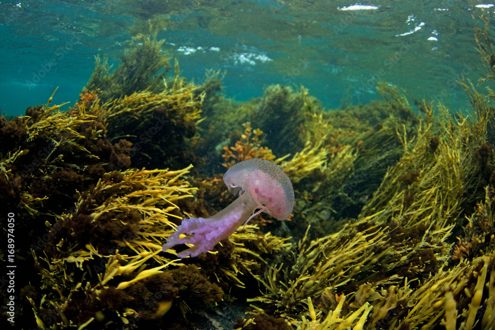 Fototapeta premium pelagia noctiluca, pelagia, Coll island, Scotland