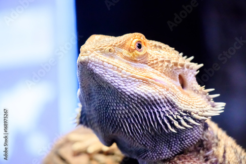 Portrait of iguana