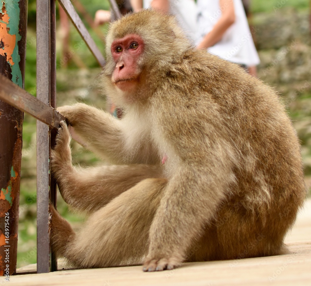Naklejka premium ニホンザル