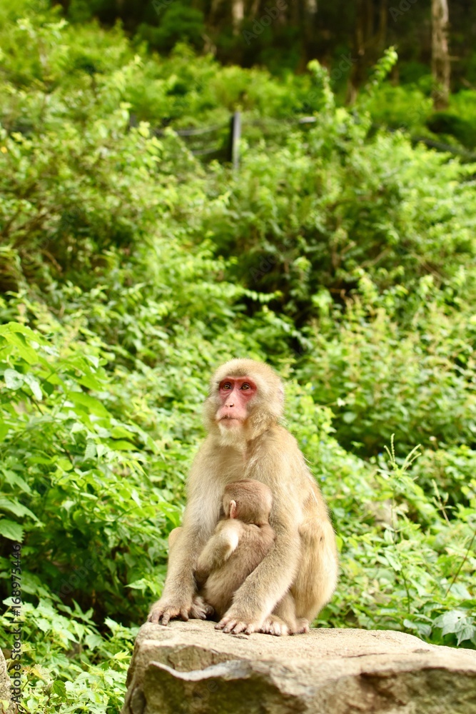 Fototapeta premium ニホンザル