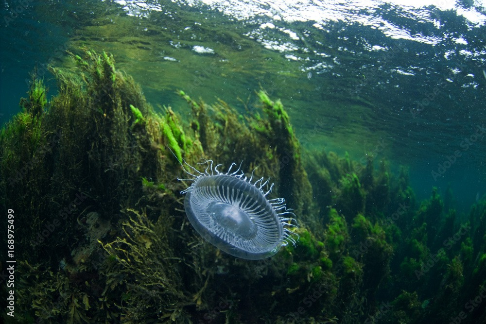 Naklejka premium Moon jellyfish, cyanea lamarckii, Coll island, Scotland