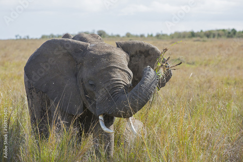 Elefant bei der Nahrungsaufnahme