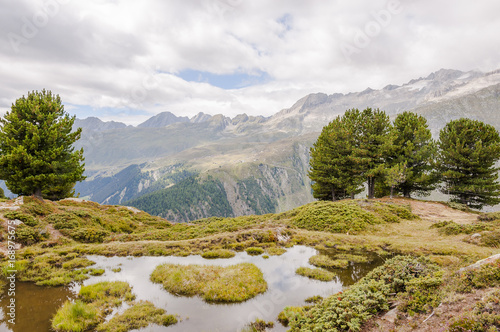 Riederalp, Riederfurka, Aletsch, Aletschwald, Aletschgletscher, Wanderweg, Höhenweg, Moosfluh, Hohfluh, Wallis, Alpen, Sommer, Schweiz photo