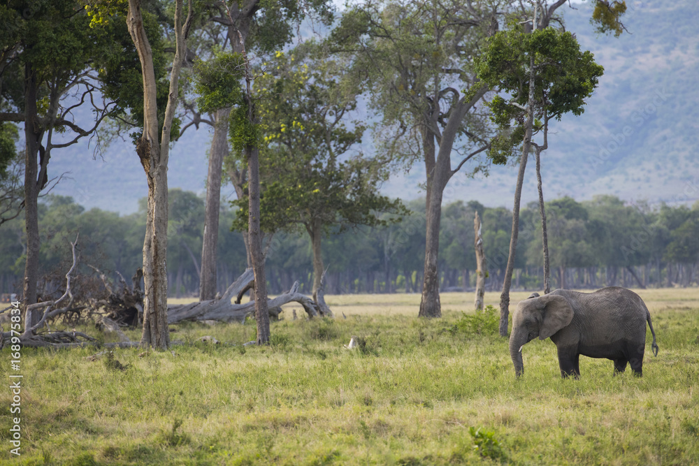 Naklejka premium Elefant bei der Nahrungsaufnahme
